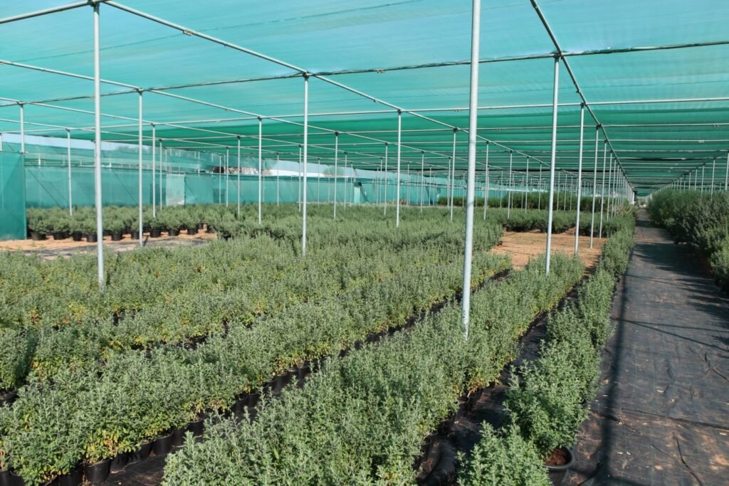 AL SAJAA PLANT NURSERY