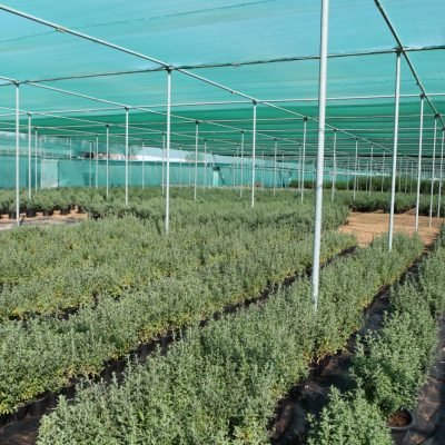 AL SAJAA PLANT NURSERY